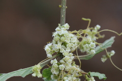 Cuscuta chinensis